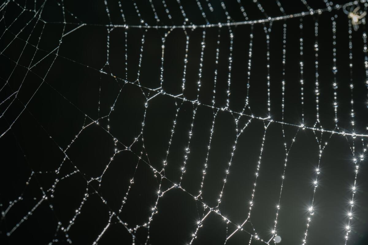 Cobwebs with drops after the morning rain.